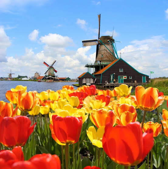 Netherlands Floral Luxury